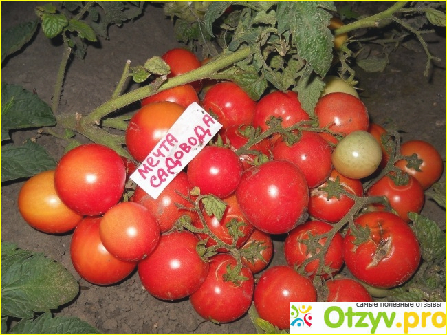 Штамбовые томаты фото3