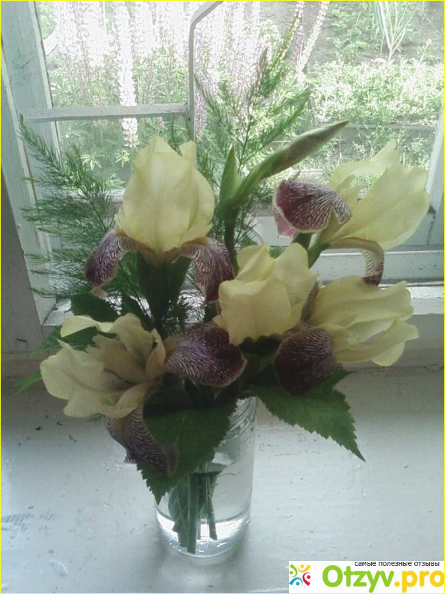 Цветок Ирис гибридный фото2