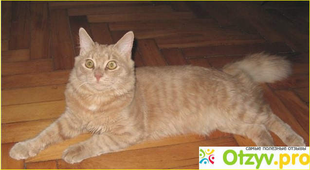 Помесь персидской кошки и русского голубого кота фото2