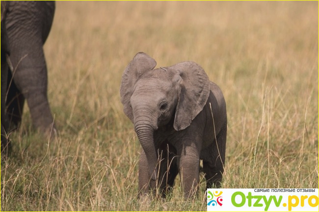 Отзыв о Сколько весит слон - вес новорожденного слона