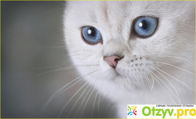 Отзыв о Зрение кошек | Как далеко видят кошки