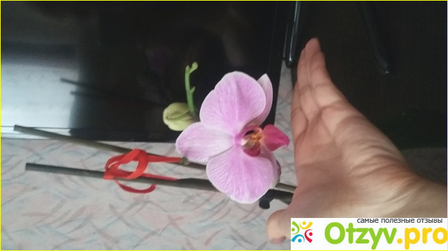 Отзыв о Орхидея Фаленопсис