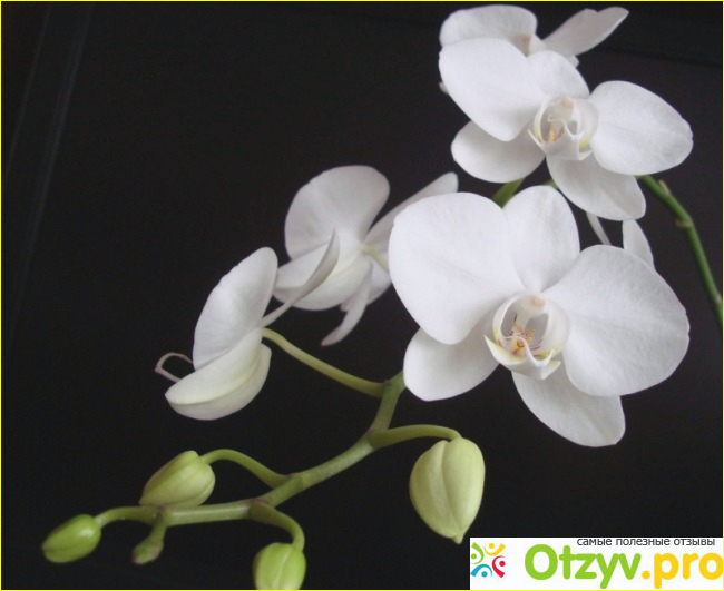 Орхидея белая фото1