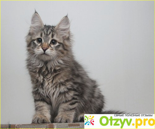 Сибирский кот фото фото3