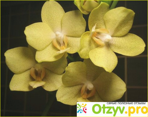 Удобрение Pokon для орхидей фото1