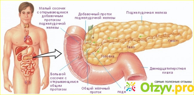 Лечение при паразитах в поджелудочной железе.