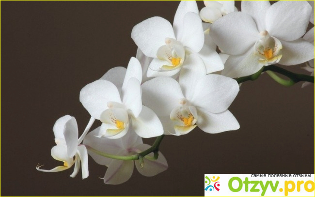 Орхидея белая фото2
