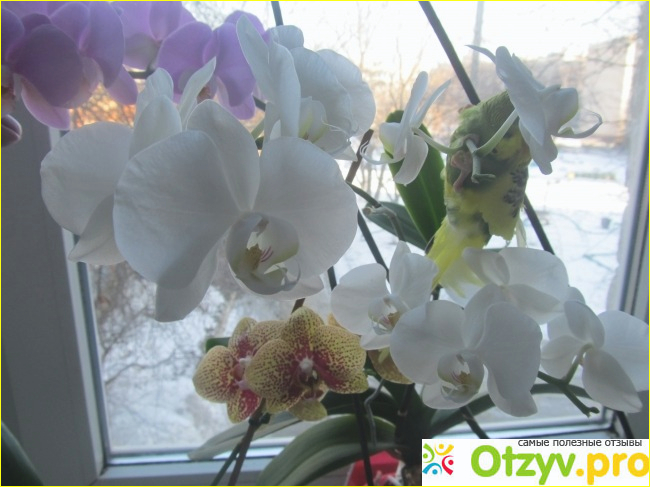 Орхидея цена фото1