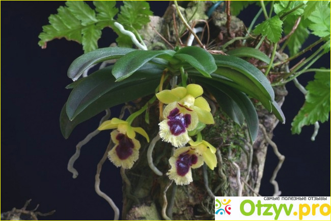 Отзыв о Невероятная орхидея Haraella retrocalla