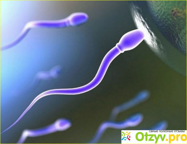 Развитие оплодотворения и эмбрионов 