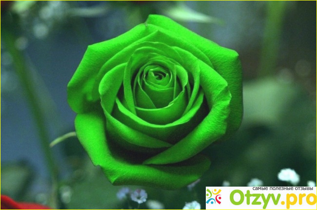 Символика цветов: что означает цвет розы фото1