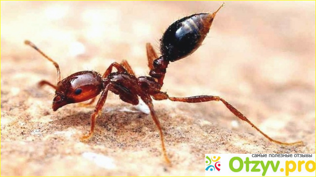 7. Армейские муравьи