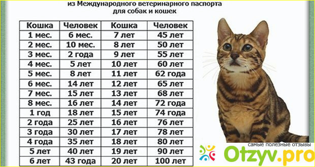 Отзыв о Таблица Возраст кошки по человеческим меркам. Как определить возраст кошки?