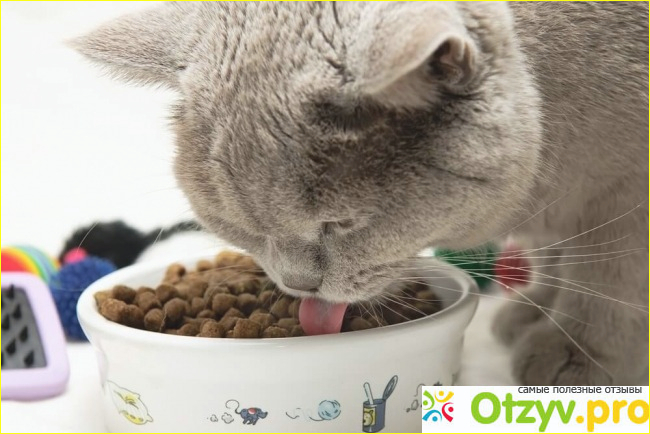 Как правильно кормить кошку сухим кормом? 