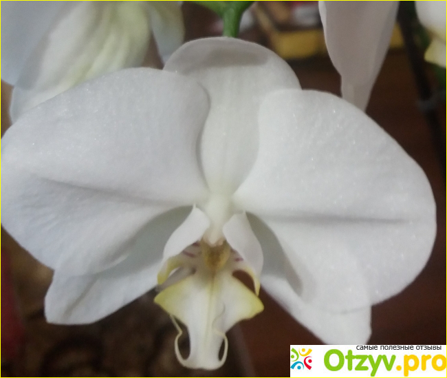 Тайны белой орхидеи