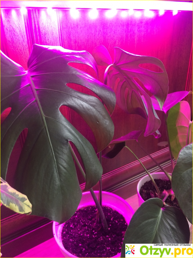 Светильник на удобных присосках для растений на подоконнике Майя фото5