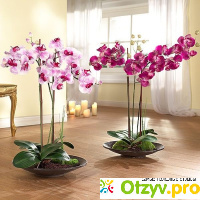 Орхидея отзывы