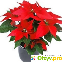Рождественская звезда - цветок Пуансеттия (Poinsettia). отзывы