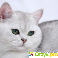 Порода британских короткошерстных кошек: описание отзывы