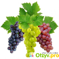 Виноград: полезные свойства и вред отзывы