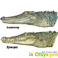 Кто больше крокодил или аллигатор отзывы