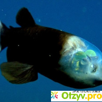 Самые необычные животные: Малоротая макропинна (рыба с прозрачной головой) отзывы