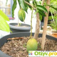 Выращивание манго в домашних условиях из косточки отзывы