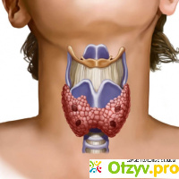 Щитовидная железа: лечение народными средствами отзывы
