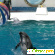 Евпаторий дельфинарий - Дельфинарии - Фото 20537