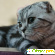 шотландская вислоухая кошка - Кошки - Фото 44924