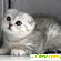 шотландская вислоухая кошка - Кошки - Фото 44925