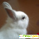 Декоративный Кролик - Кролики и зайцы - Фото 59273