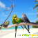 Волнистые попугаи - Птицы - Фото 71449