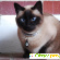 Сиамский кот - Домашние животные - Фото 67270