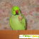 Ожереловый попугай - Другие - Фото 85756
