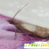 Средство от моли - Отпугиватели насекомых (репелленты) - Фото 78839