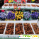 Рынок москва садовод - Семена - Фото 104439