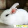 Карликовый кролик - Кролики и зайцы - Фото 137474