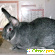 Кролик серый великан -  - Фото 211092