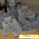 О британских кошках -  - Фото 250626