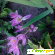 Безвременник осенний (Colchicaceae autumnale) -  - Фото 266426