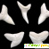 Зуб акулы амулет -  - Фото 297910