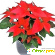 Рождественская звезда - цветок Пуансеттия (Poinsettia). - Растения комнатные - Фото 310118