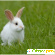 Кролик жареный -  - Фото 317217