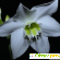 Эухарис - цветок, радующий глаз -  - Фото 337087