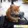 Уличный кот по кличке Боб -  - Фото 343002