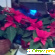 Рождественская звезда - цветок Пуансеттия (Poinsettia). -  - Фото 348864