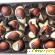 Конфеты Морские ракушки из бельгийского шоколада -  - Фото 357876