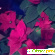 Рождественская звезда - цветок Пуансеттия (Poinsettia). -  - Фото 348863