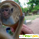Как содержать обезьяну в домашних условиях: уход -  - Фото 365353
